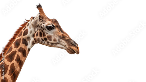 Close up head portrait of an adult African giraffe looking alert isolated on transparent background cut out