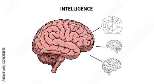 Human Brain Diagram.