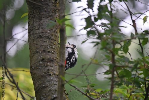 A female great spotted woodpecker bird, Dendrocopos major, sitting on a tree with her head pulled in a bunch of cute feather fluff. Photo taken in Delft, Netherlands.