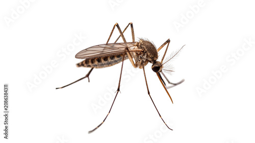 Fotografía Detailed close up macro view of a dangerous mosquito insect isolated on transpar