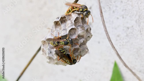 フタモンアシナガバチの営巣　‐Polistes chinensis‐	
