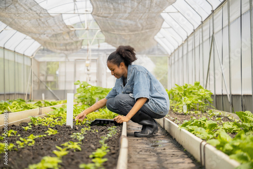 Teenergers female agriculture student growing crops, greenhouse cultivation monitored with plant tray, Workshop learning indoor farming with organic vegetables