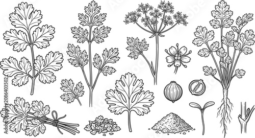 Bild auf Leinwand Hand Drawn Cilantro and Coriander Herb Botanical Illustration Set Featuring Fres