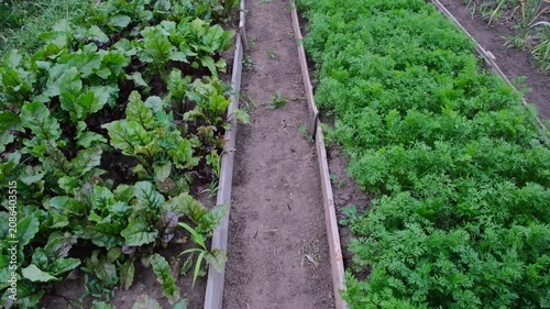 carrot and beetroot bed in the garden