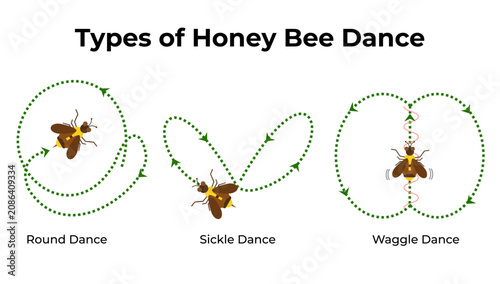 Educational Infographic Diagram Illustrating Different Types of Honey Bee Communication Dances
