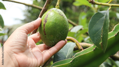 Photos A hand pick an avocado on  the branches of an avocado tree at a garden, harvesti