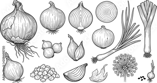 Foto Hand Drawn Onion Collection with Bulbs, Scallions, Shallots, Sliced Onion, and F