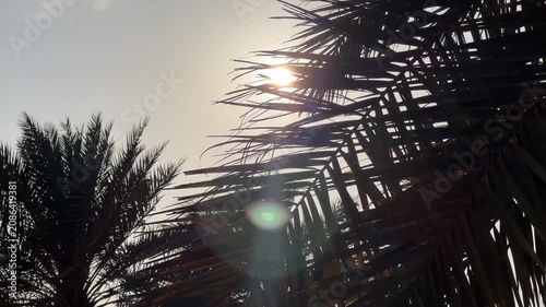Sun shining through palm tree branches. Sunset in a warm place. Silhuette of a palm tree during a sunset in slow motion.