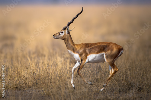 Bild auf Leinwand The blackbuck (Antilope cervicapra), also known as the Indian antelope, is a medium-sized antelope native to India, Nepal, and Pakistan
