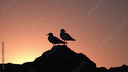 Silhouettes of a girl and man at sunset with birds flying over ocean and mountain landscape, wildlife seagulls in dramatic sky over sea horizon at dusk