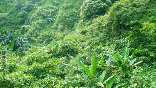 Photography A dense and vibrant tropical rainforest background covered with thick green foliage, wild banana leaves, and various exotic plants growing on a steep slope