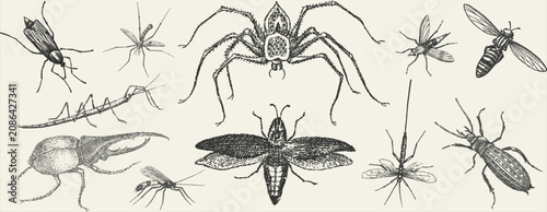 Bild auf Leinwand Vintage Stipple Illustration of Various Insects and Arachnids, Scientific Bug Co