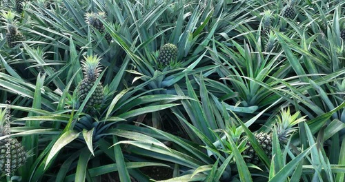 Pineapple grow on tree in the garden