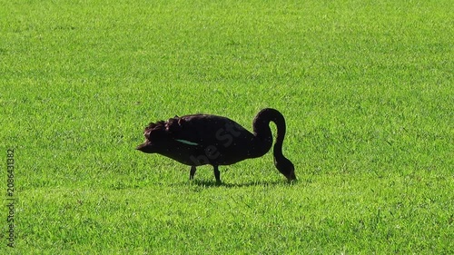 Black duck and black swan on green grass in a park wildlife scene with natural outdoor habitat and serene environment