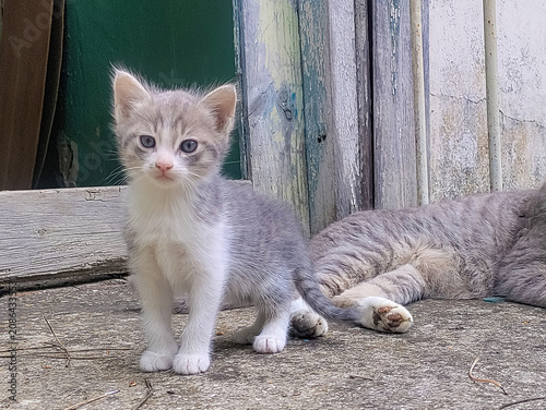 A beige and white kitten sits on a concrete surface, staring intently at the camera. Her mother cat lies nearby.