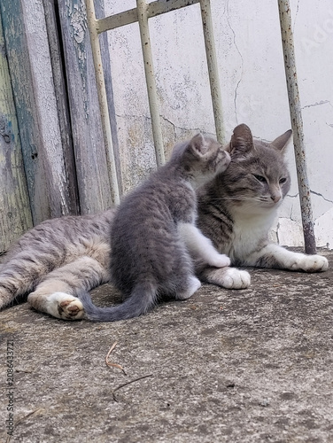 A beige and white kitten sits next to its mother cat and licks her ear. A scene of maternal love.