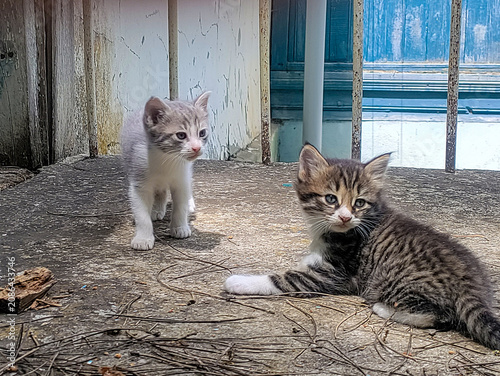Two kittens, beige, white, and gray striped, are sitting on a concrete surface and looking away with interest.
