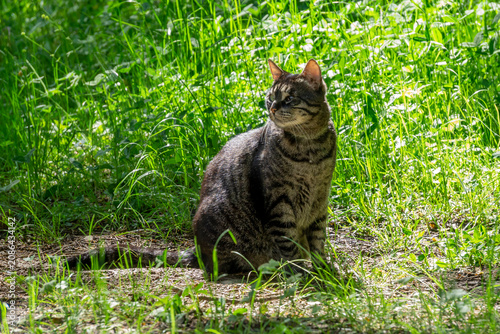 A gray, dark-striped adult cat with green eyes sits in the grass and watches the area. Green grass is in the background.