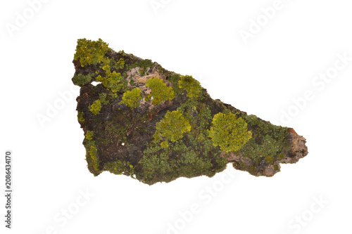 tree bark isolated on white background