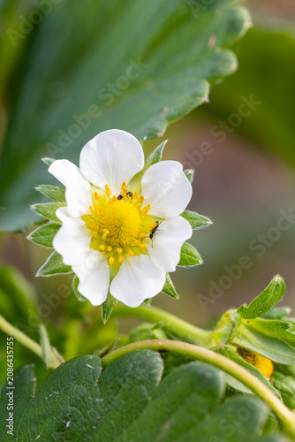 Strawberry flower blooming with ants on warm day