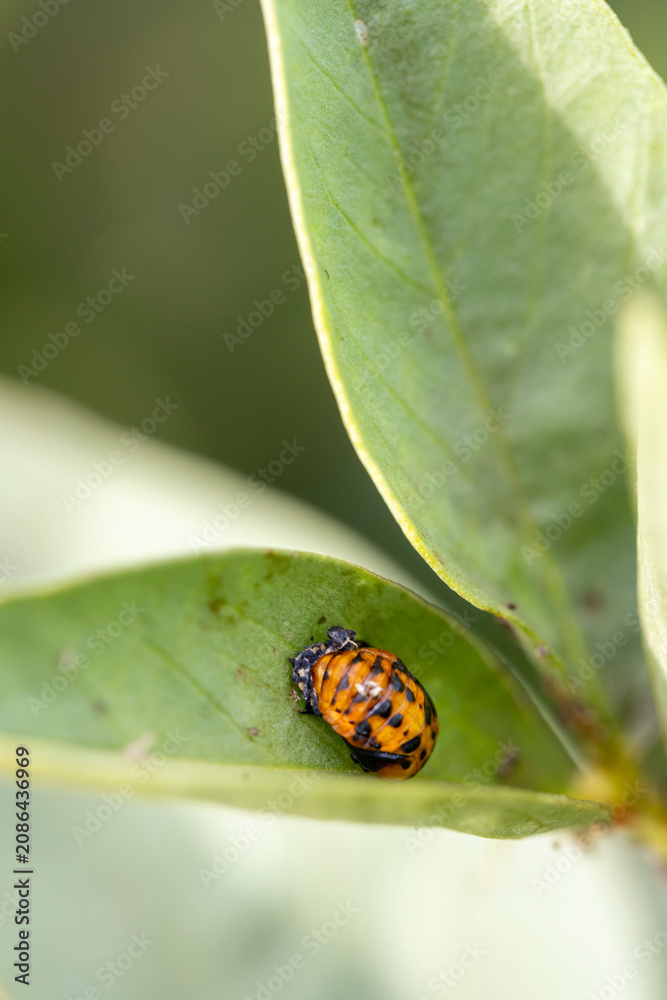 Fototapeta premium Ladybug pupa transforming on green leaf