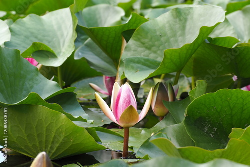 Fotografie 花　 植物 　池　 flowers plants ponds