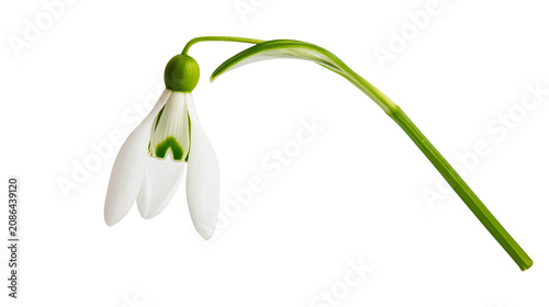 Photography Single snowdrop flower with green stem and leaves