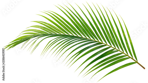 Fotografie Green palm leaf frond with thin, pointed leaflets