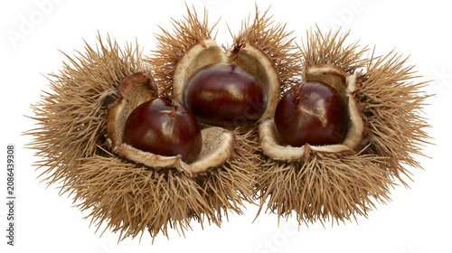 Bild auf Leinwand Three ripe chestnuts inside spiky husks