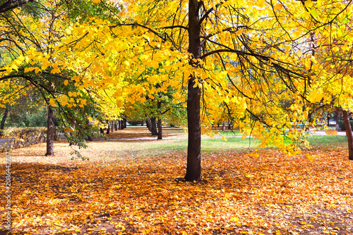 Calm fall season. Beautiful landscape with linden alley in autumn park. Lindens trees with green, yellow and orange leaves and footpath in the town park in sunny day. Lime trees form a beautiful alley