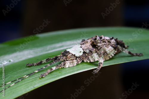 Fotografia Insect bug camouflage leaf nature close up brown green wildlife macro animal art