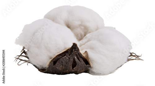 Foto Cotton boll with fluffy white fibers and dark seed pod
