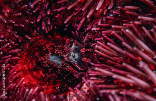 Canvas Print Extreme macro photography of a tiny symbiotic crab hidden in the spines of a vibrant red sea urchin