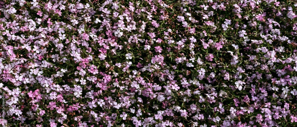 Obraz premium Colorful flowers cover the ground in a garden during the daytime in spring