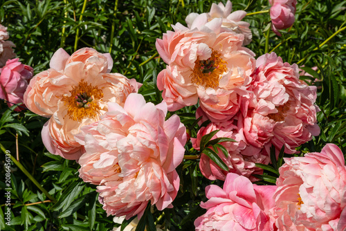 Pink peony flowers in full bloom