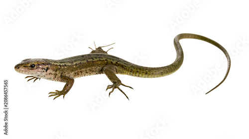 Canvastavla Brown and green lizard with long tail on white