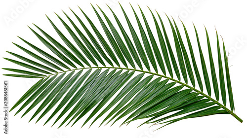 Fotografie Green palm frond with many thin leaves