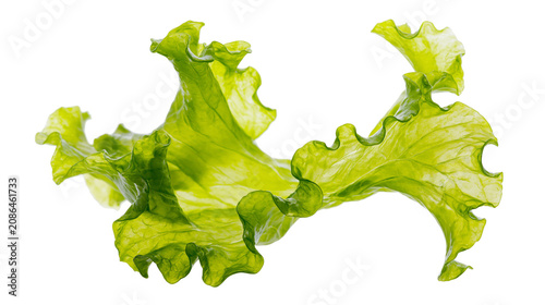 Canvastavla Green lettuce leaf with ruffled edges