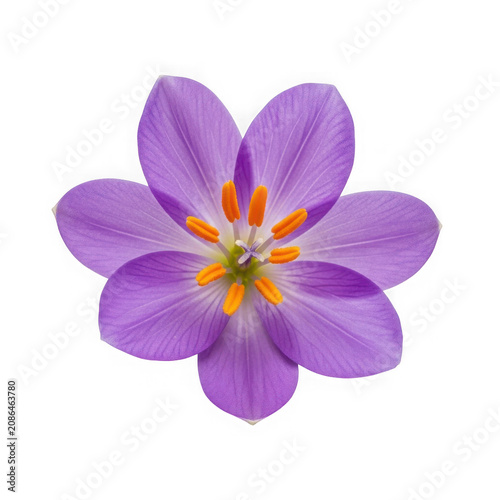 Purple flower with white center in full bloom isolated on transparent background