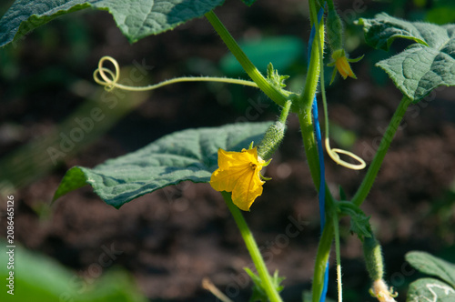 Photos Yellow cucumber flower and young fruit on a vine-growing in a garden