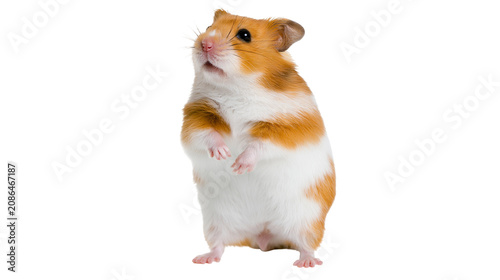 Foto Syrian hamster standing on hind legs, looking up