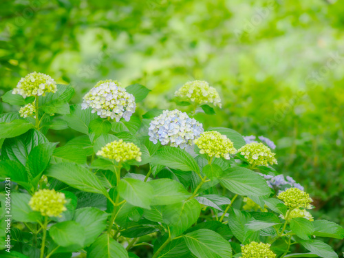 木漏れ日と紫陽花。やさしい爽やかな色合い。梅雨から初夏の公園や花壇を彩るアジサイのある風景。