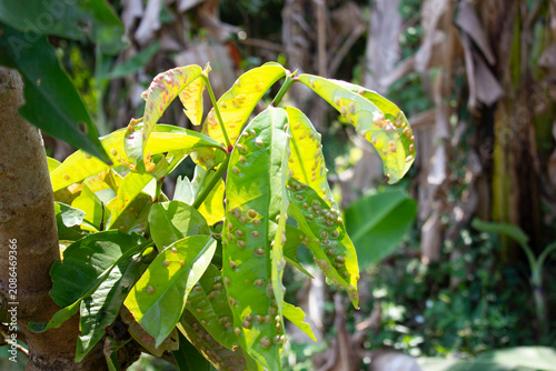 mango leaves affected by leaf galls