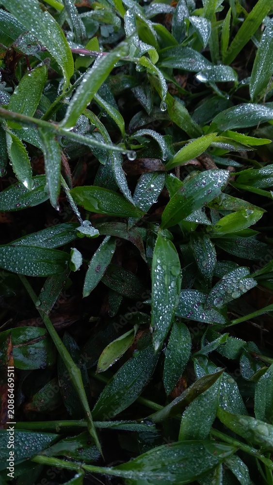 Obraz premium Macro shot of fresh green grass blades covered in morning dew drops