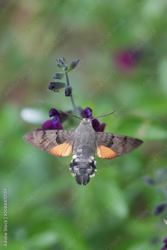Fototapeta premium Hummingbird Hawk-moth, Macroglossum stellatarum, hover near vibrant purple flower blossoms in a natural garden setting
