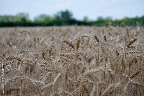Close-up of ripe wheat field before harvest