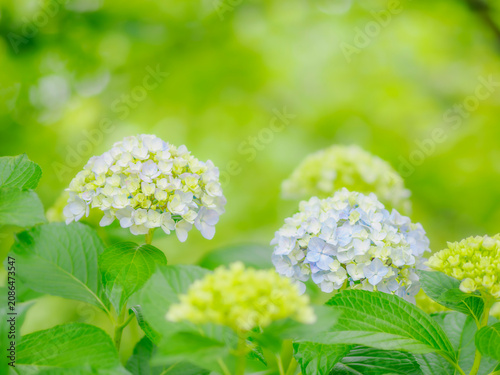 木漏れ日と紫陽花。やさしい爽やかな色合い。梅雨から初夏の公園や花壇を彩るアジサイのある風景。