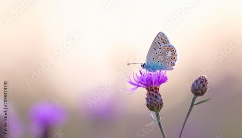 Close up of purple and blue butterfly on flower in soft focus.