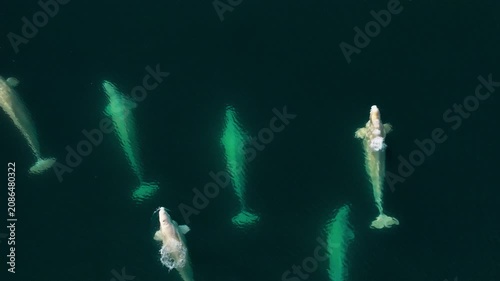 Beluga whales swimming in arctic frozen ocean