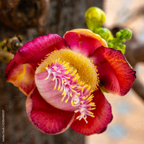 blooming cannonball - blühende Kanonenkugel